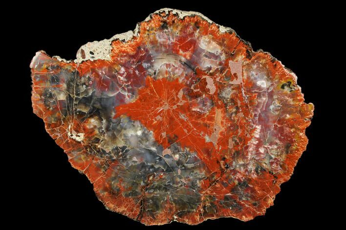 Colorful, Petrified Wood (Araucarioxylon) Round - Arizona #184733